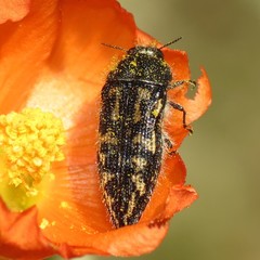 Acmaeodera cuneata