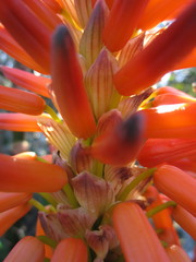 Aloe pluridens