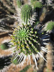 Euphorbia mammillaris