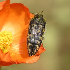 Acmaeodera cuneata