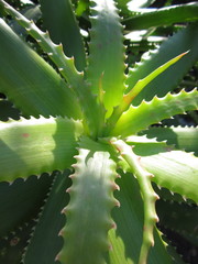 Aloe pluridens