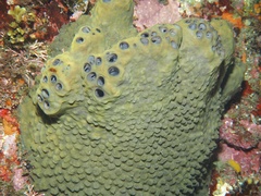 Spirastrella insignis