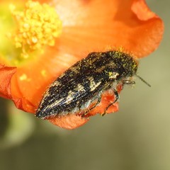 Acmaeodera cuneata