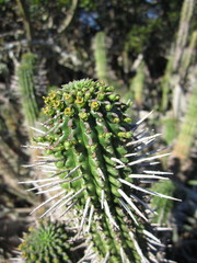 Euphorbia mammillaris