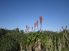 Aloe pluridens