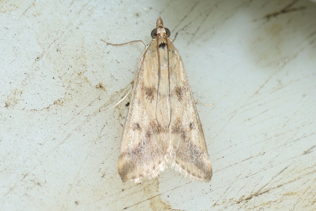 Achyra bifidalis