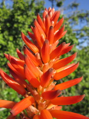 Aloe pluridens