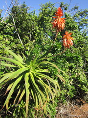Aloe pluridens