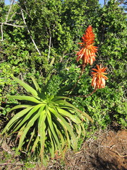 Aloe pluridens