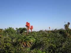 Aloe pluridens