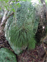 Brassavola cucullata, photograph (c) Kurt Miller, some rights reserved (CC BY-SA)