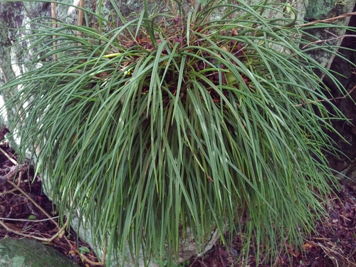 Brassavola cucullata, photograph 5