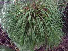 Brassavola cucullata, photograph (c) Kurt Miller, some rights reserved (CC BY-SA)