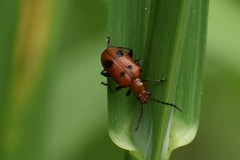 Neolema quadriguttata