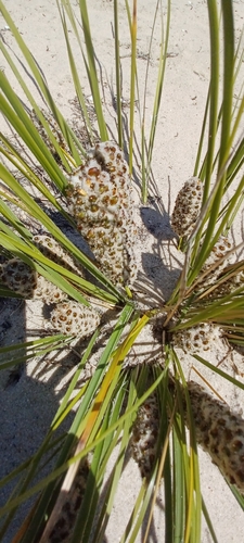 Image of Lomandra leucocephala by (c) Sam Buxton Stewart, some rights reserved (CC BY)