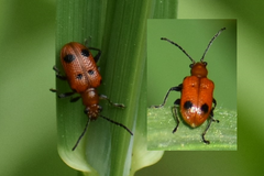 Neolema quadriguttata