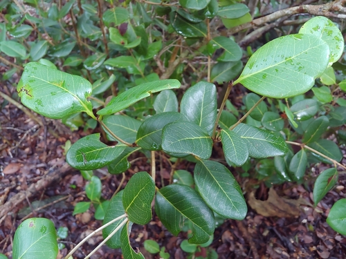 Eugenia sessiliflora, 2023-11-08
