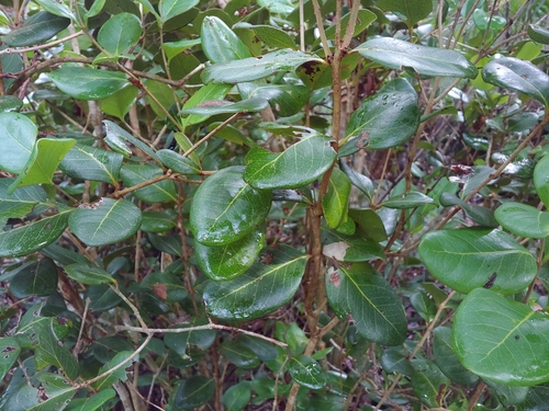 Eugenia sessiliflora, photograph 4