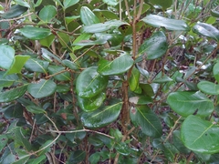 Eugenia sessiliflora, photograph (c) Kurt Miller, some rights reserved (CC BY-SA)