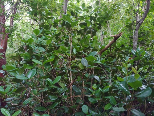 Eugenia sessiliflora, photograph 5