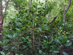 Eugenia sessiliflora, photograph (c) Kurt Miller, some rights reserved (CC BY-SA)