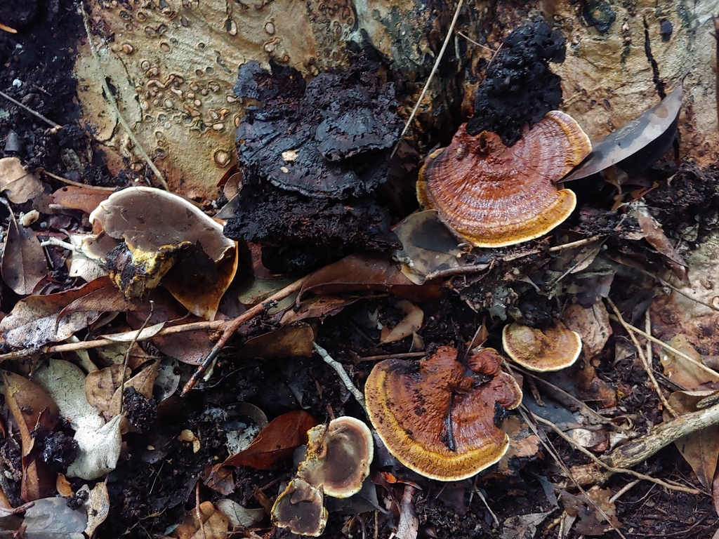 Inocutis porrecta