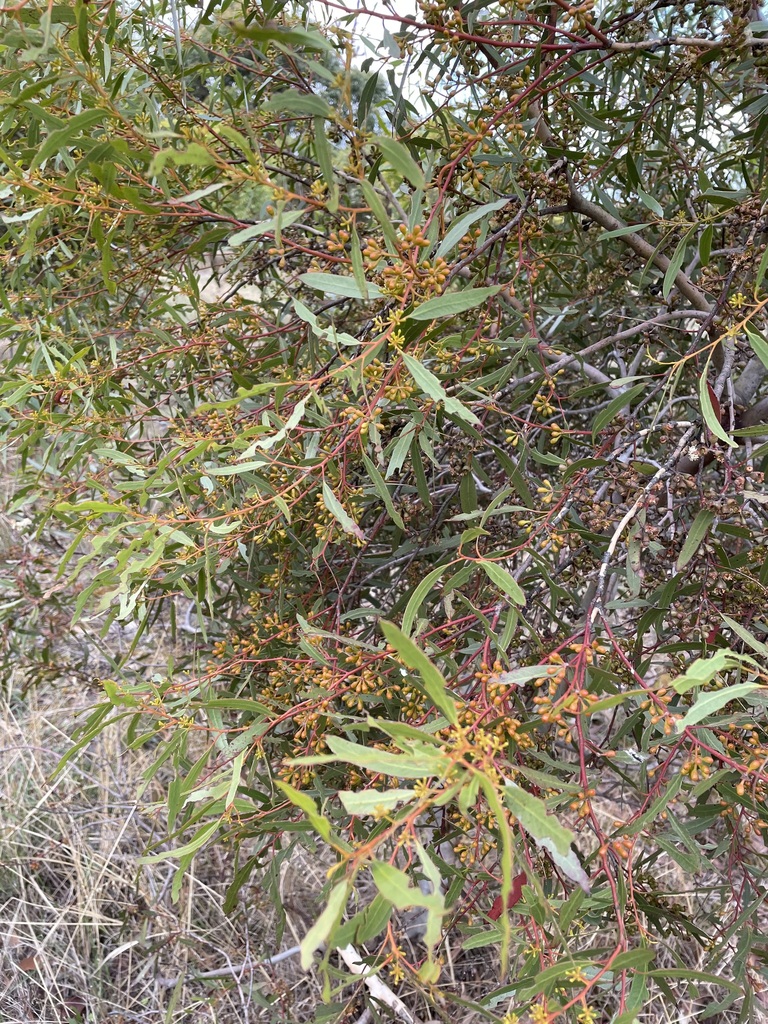 Eucalyptus laevis L.A.S.Johnson & K.D.Hill 2