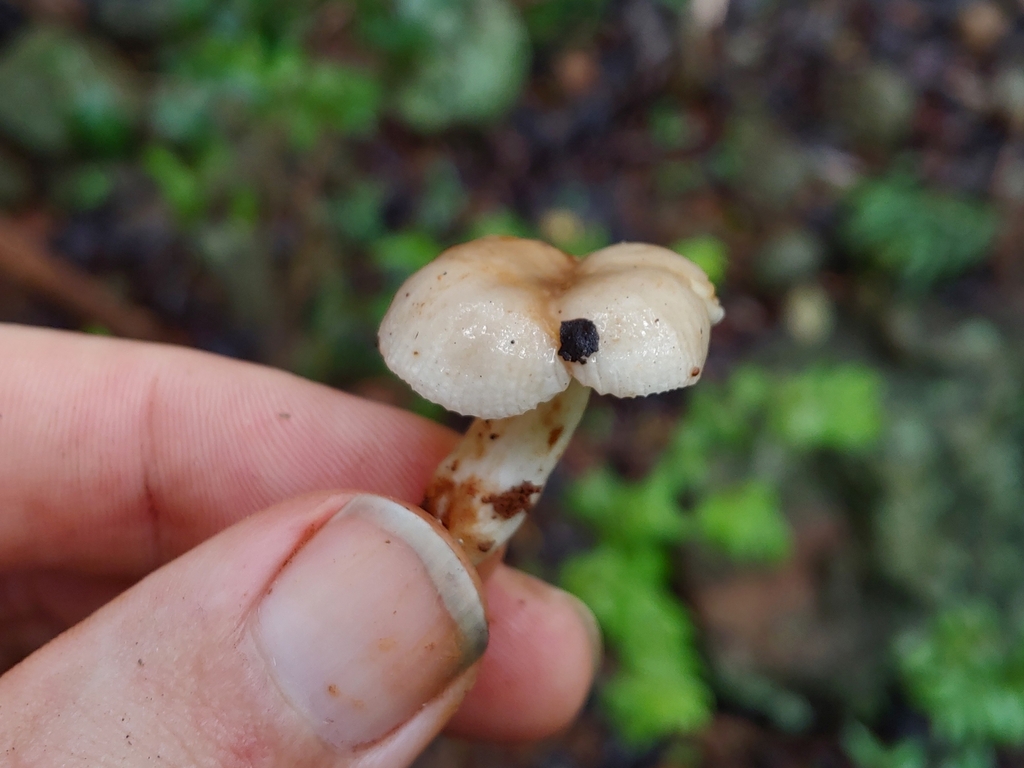 Heterophyllidiae from 71 Est West End Road Charlotte Amalie, Santa