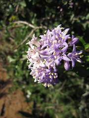 Ehretia rigida rigida