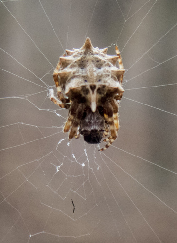 Starbellied Orbweaver