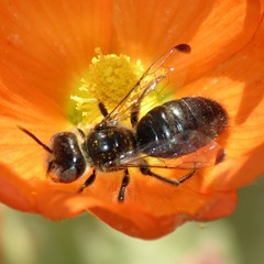 Calliopsis subalpina