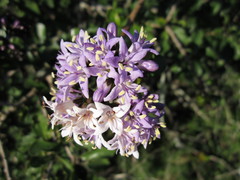 Ehretia rigida rigida