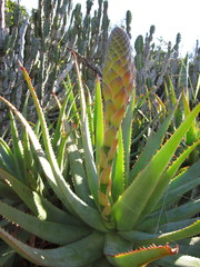 Aloe lineata