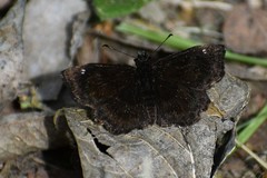 Staphylus hayhurstii