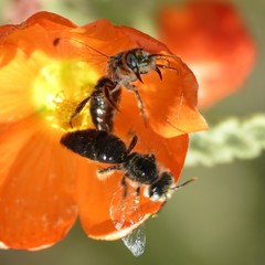 Calliopsis subalpina
