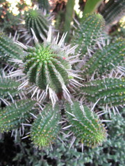 Euphorbia mammillaris