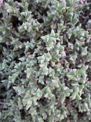 Ruschia depressa