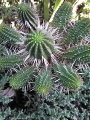 Euphorbia mammillaris
