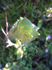 Crassula perforata perforata