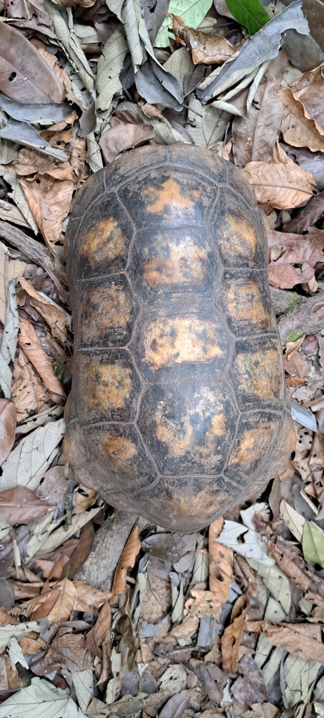 Brazilian Giant Tortoise in November 2023 by Paul G. Schrijvershof ...