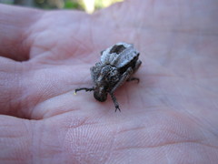 Brachycerus tauriculus