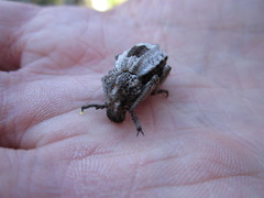 Brachycerus tauriculus