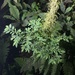 Pilea trichosanthes - Photo (c) Eric Gren,  זכויות יוצרים חלקיות (CC BY-NC), הועלה על ידי Eric Gren