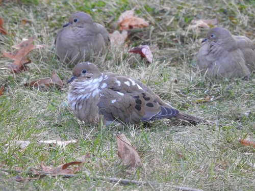 Mourning Dove photographed in Ohio