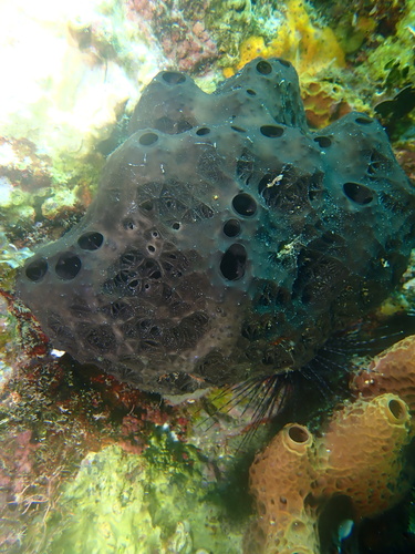 Hyrtios proteus