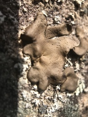 Umbilicaria polyphylla