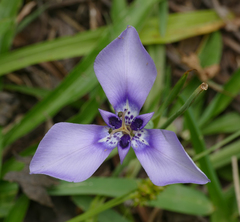 Herbertia lahue caerulea