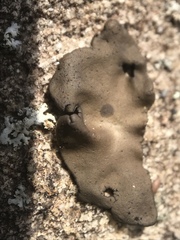 Umbilicaria polyphylla