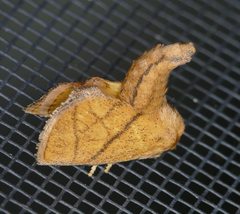 Apoda y-inversa