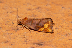 Pyrgotis eudorana